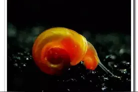 水族百科苹果螺养殖技巧图片