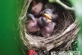 蓝色的鸟蛋你见过吗？玻璃跳棋大小,就像珍珠一样图片