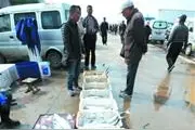 青岛鲅鱼价格较往年偏低 有的价格跌至每斤14元图片