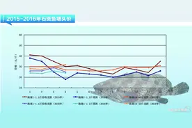石斑鱼：成鱼价格持续低迷 苗种供不应求--《水产前沿》2016年4月刊市场趋势图片