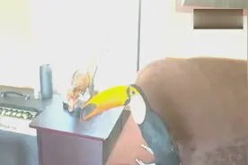 想要一只高颜值又超乖的鸟儿，那就养只巨嘴鸟吧视频封面