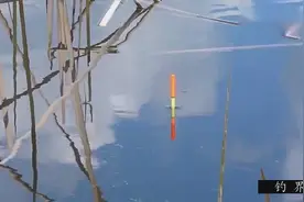 三斤大鲤鱼被钓上来后，他做了这样的举动，这才叫钓鱼人！视频封面