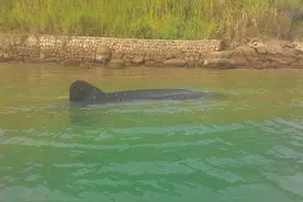 里约海滩出现罕见鲨鲸图片