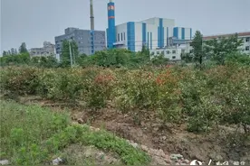 武汉东西湖区生活垃圾焚烧发电厂绿化建设完工图片