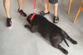 帝师采访恶霸犬专家，这狗没痛感，对家人特别的亲！