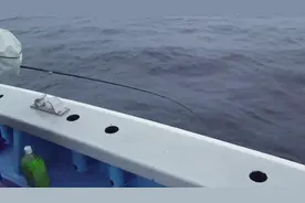 船钓逗鱼技巧学会了，上鱼So easy！视频封面