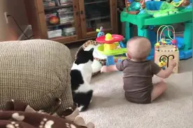 猫猫与宝宝是最好的朋友吗，你的猫有多爱你的宝宝