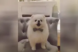 穿着绅士领结的小博美，叫声有些激动哦视频封面