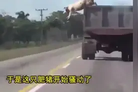 一头猪从2米多高卡车上跳下，接下来发生了不可思议的一幕！