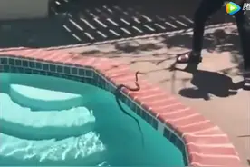 男子家中泳池来了条蛇，游泳中的他被吓到大哭叫妈妈视频封面