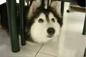 蠢萌二哈面对孩子的威胁，向妈妈争宠的高招、怪招！图片