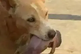 流浪狗狗叼着小弃婴，它做的事情让人动容！图片