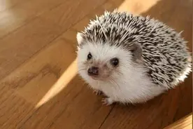 小刺猬伸手轻摸主人鼻尖　网友：太暖了图片