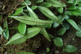 林银花说消淋巴结炎草——抱石莲图片