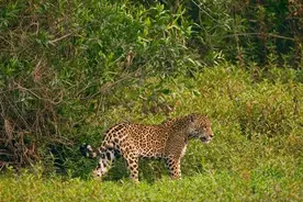 这只公美洲虎散步时偶遇只雌美洲虎，于是它疯狂的求爱过程开始了图片