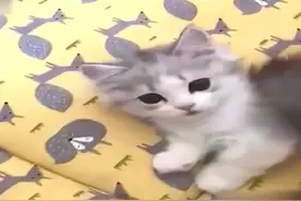 小猫咪听到拆零食袋子的声音时，看它那渴望与期待的小眼神哦