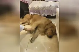 金毛睡着了突然闻到一股肉味，金毛的反应笑喷了！