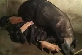 稀奇！猪妈妈一窝产20崽，小猪需分批排队吃奶图片