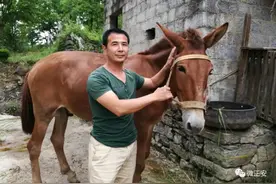 马帮的历史变迁图片
