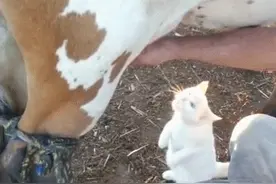 难怪皮肤那么白！这只猫咪每天拿新鲜牛奶做早餐图片