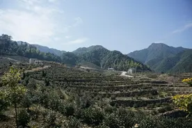 新春走基层⑥｜这个松阳人回乡建庄园！相当于280个足球场图片