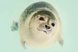 这10种动物可爱得要命，但它能轻松杀了你！图片