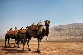 天马与骆驼——汉代丝绸之路标识符号的新释图片