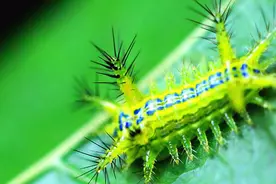 洋辣子的成虫是什么？这么丑的虫子，长大了怎么真好看！