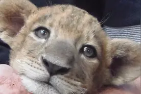 老外家里跑来一只小狮子，没想到这家伙赖着不走了，太可爱啦视频封面