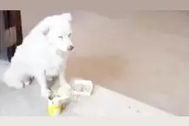 农民工回家过年把狗狗遗弃了火车站，狗狗不吃不喝一直等主人来接视频封面