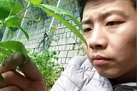 自己养的发财树黄叶烂叶了，只需给它用点料，叶子恢复如初贼油亮视频封面