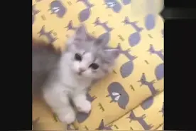 小猫咪听到拆零食袋子的声音时 看它那充满了渴望与期待的小眼神