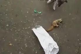 土狗大战黄鼠狼，咬死一只又一只的黄鼠狼，田园犬威武视频封面