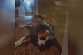 狗狗一直低着头不敢正视主人，原来是它差点把家给拆了