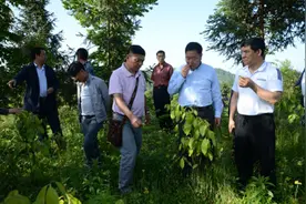 胡万祥到漆坪村考察七星鱼养殖和甜茶种植项目图片