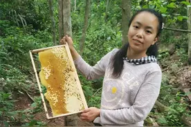 江华姑娘周静萍：细皮嫩肉却成养蜂“女汉子”图片