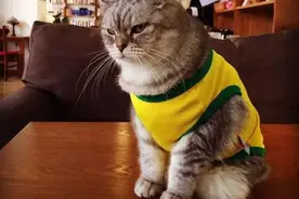 爱猫人士们终于安心了 成都猫界网红“闹爷”找到了图片