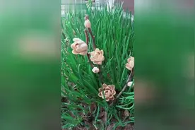 开心果吃完怎么办，原来还能做成漂亮的花视频封面