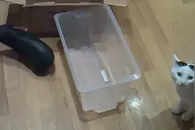 猫咪VS宠物猪，真是一对小冤家！