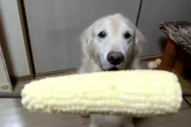 小狗很快啃光了甜玉米视频封面