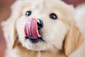 盯着你看的狗狗为啥老舔嘴？是因为你不高兴啊图片