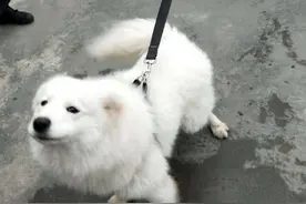 萨摩耶跑进派出所，享受了三天“警汪”待遇图片