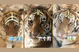 动物来啦｜所有东北虎额头上都有“王”字吗？图片