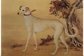 鉴赏｜郎世宁画笔下的中国猎犬图片