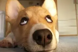 从石家庄坐火车可直达三亚、新疆、西藏，最低只要300？图片