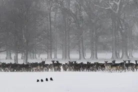 （外代一线）（12）爱尔兰遭遇大雪袭击图片