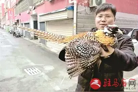 热心市民捡到一只受伤的“鸡”图片