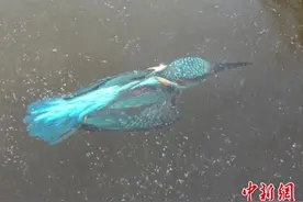 翠鸟入水抓鱼 冰天雪地遭冰封图片