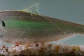 都说温州人爱吃鱼 可瓯江里的鱼你认识吗？鱼类图谱发布图片