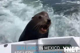 原来海狮这么聪明！不仅会蹭船，要不到吃的还不肯走图片